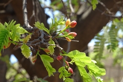 Tamarindus indica