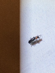 Placopterus thoracicus