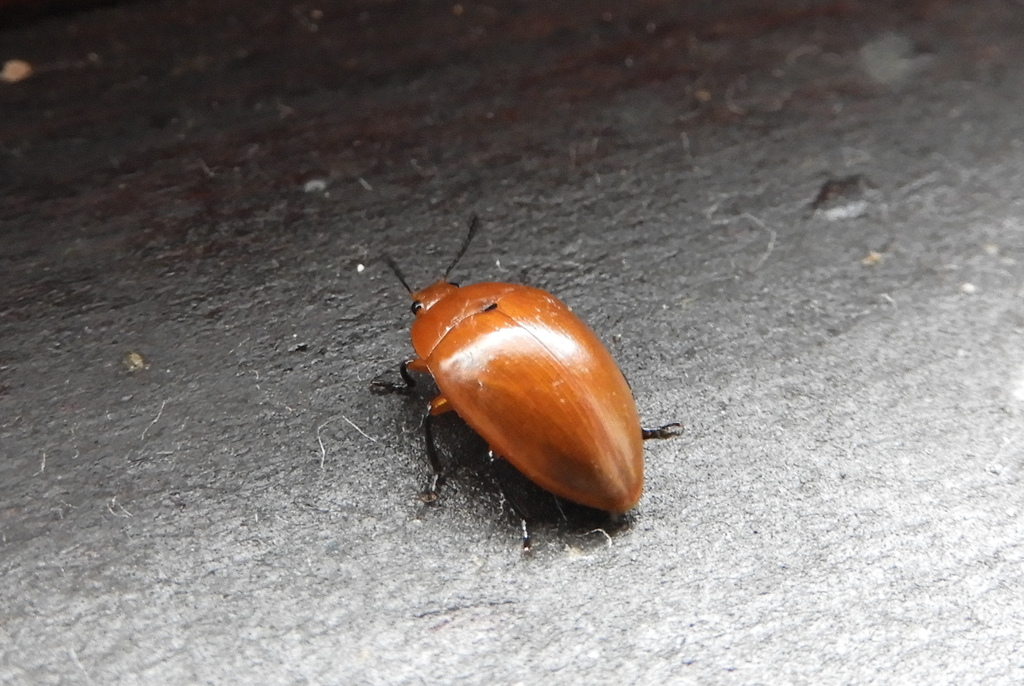 Iphiclus tibialis