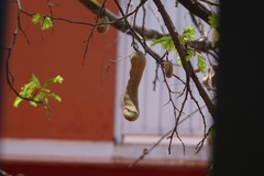 Tamarindus indica