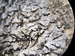 Physconia leucoleiptes