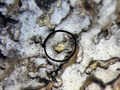 Physconia leucoleiptes