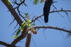 Tamarindus indica