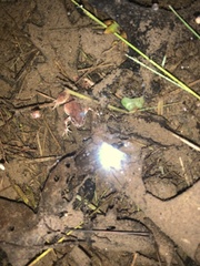 Pseudacris brachyphona