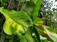 Phiale guttata