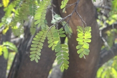 Tamarindus indica