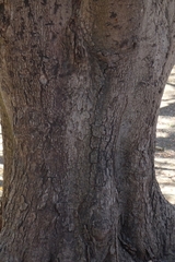 Tamarindus indica