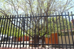 Tamarindus indica