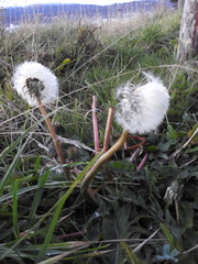 Taraxacum officinale