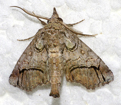 Paectes abrostolella