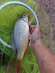 Cyprinus carpio