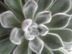 Echeveria pulvinata