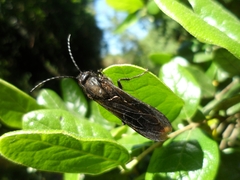Elaphroptera