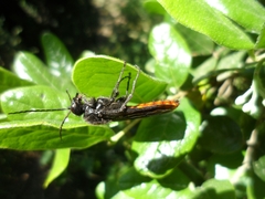 Elaphroptera