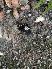 Papilio nephelus chaonulus