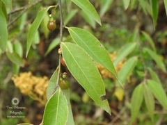 Litsea glaucescens