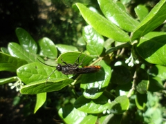 Elaphroptera