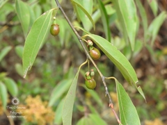 Litsea glaucescens