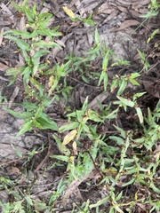 Persicaria prostrata