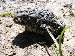 Anaxyrus boreas boreas