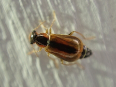 Attalus scincetus