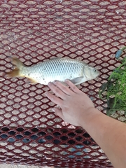 Cyprinus carpio