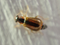 Attalus scincetus