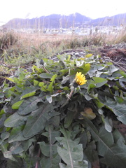 Taraxacum officinale