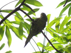 Eupsittula canicularis