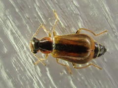 Attalus scincetus