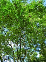 Adenanthera pavonina