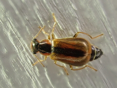 Attalus scincetus