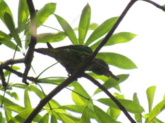 Eupsittula canicularis