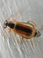 Attalus scincetus