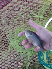 Lepomis cyanellus