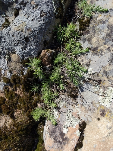 Image of Erigeron petrophilus by (c) Ken-ichi Ueda, some rights reserved (CC BY)