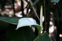 Spathiphyllum wallisii
