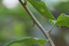 Angiospermae