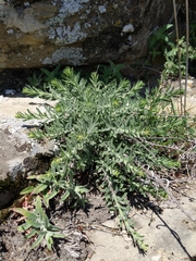 Erigeron petrophilus