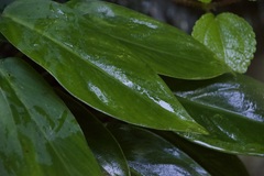 Magnoliopsida