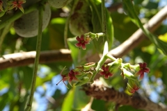 Anacardium occidentale