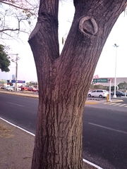 Tabebuia rosea