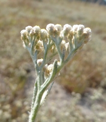 Helichrysum indicum