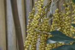 Dypsis lutescens
