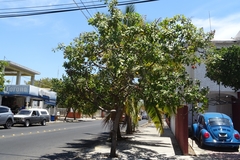 Anacardium occidentale