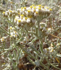 Helichrysum indicum