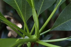 Plumeria rubra