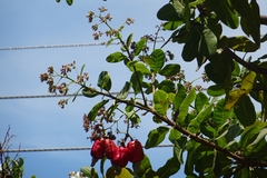 Anacardium occidentale