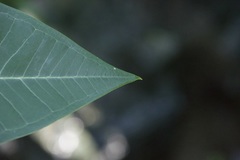Plumeria rubra