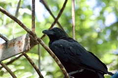Corvus macrorhynchos